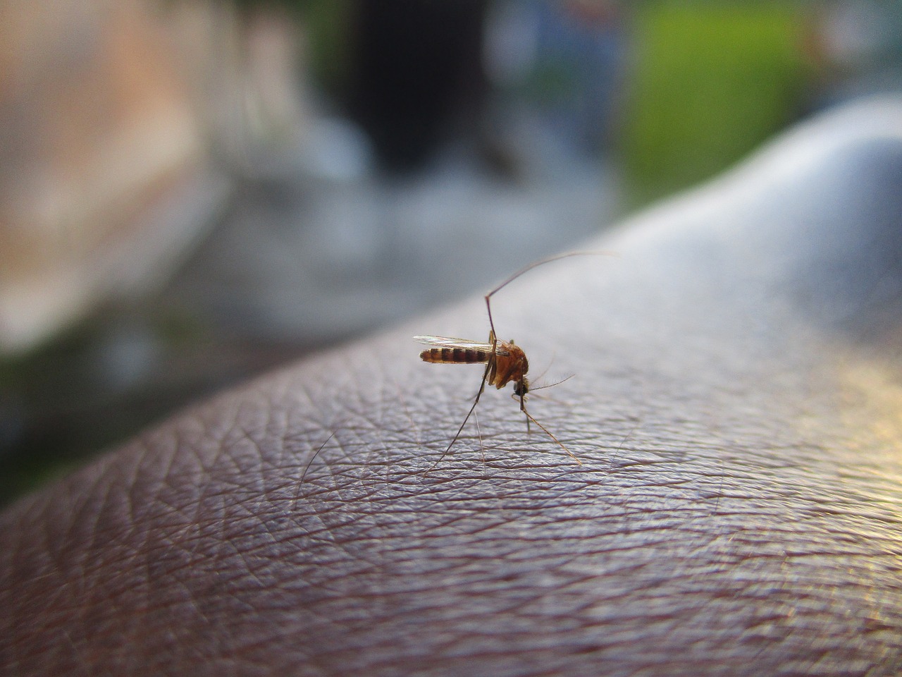 chikungunya au cambodge