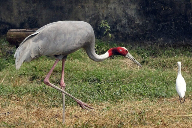 La réserve de Ang Trapaing Thmor