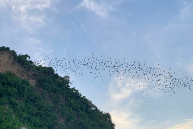 Grotte à chauve-souris