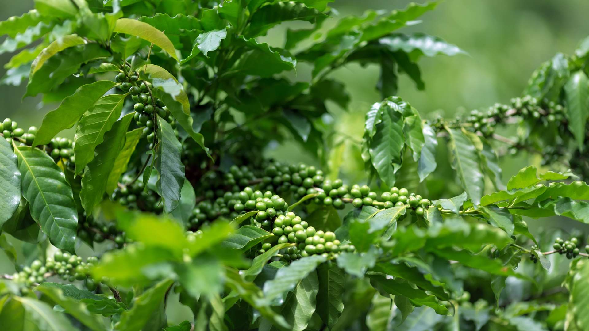 Visite d’une plantation de café à Mondolkiri