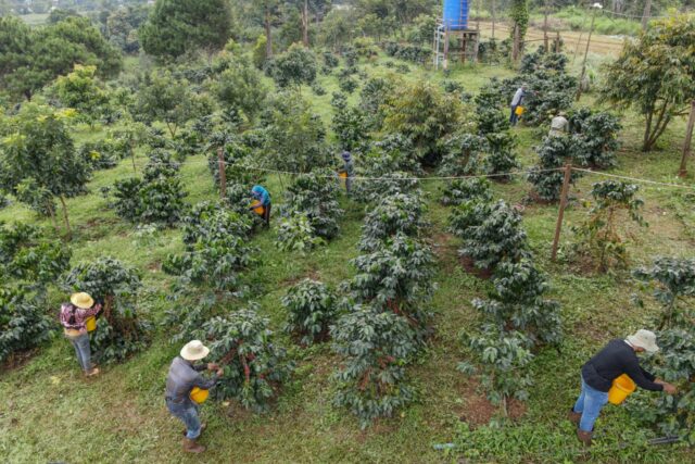 Visite d'une plantation de café au Pida Coffee Farm