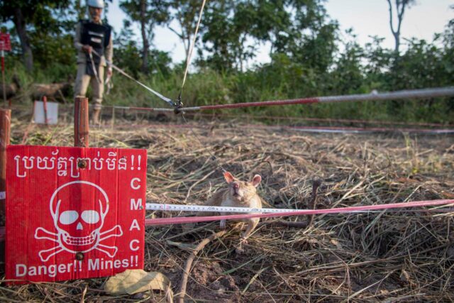 APOPO : des rats héros pour un avenir sans mines